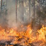 Forest wildfire
