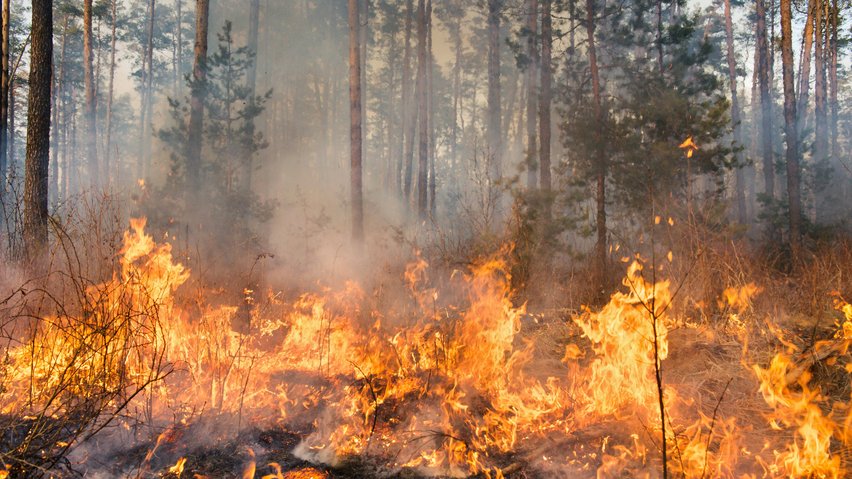 Forest wildfire