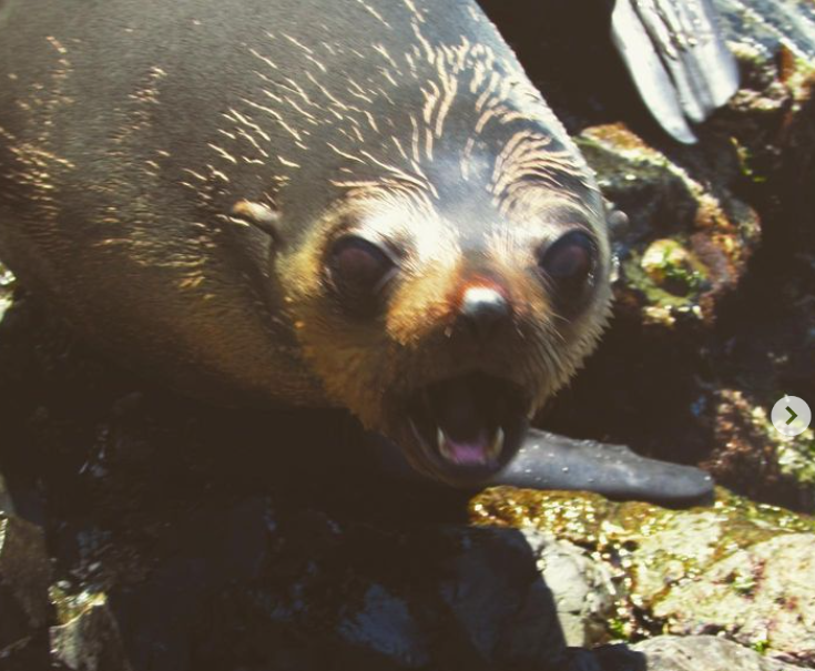 San Fernandez fur seals