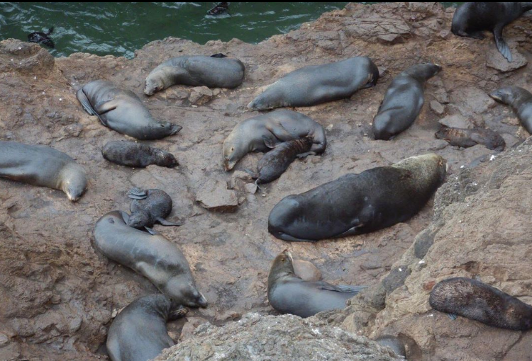 Juan Fernandez fur seals
